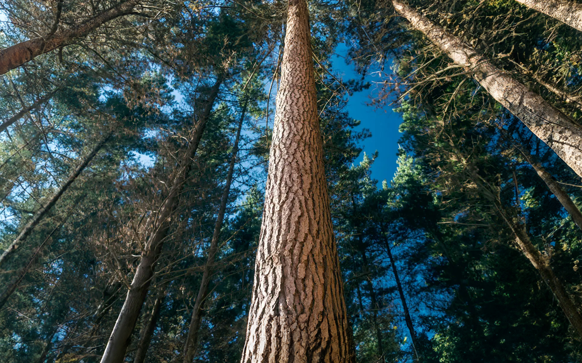 Forest 360 Brand.