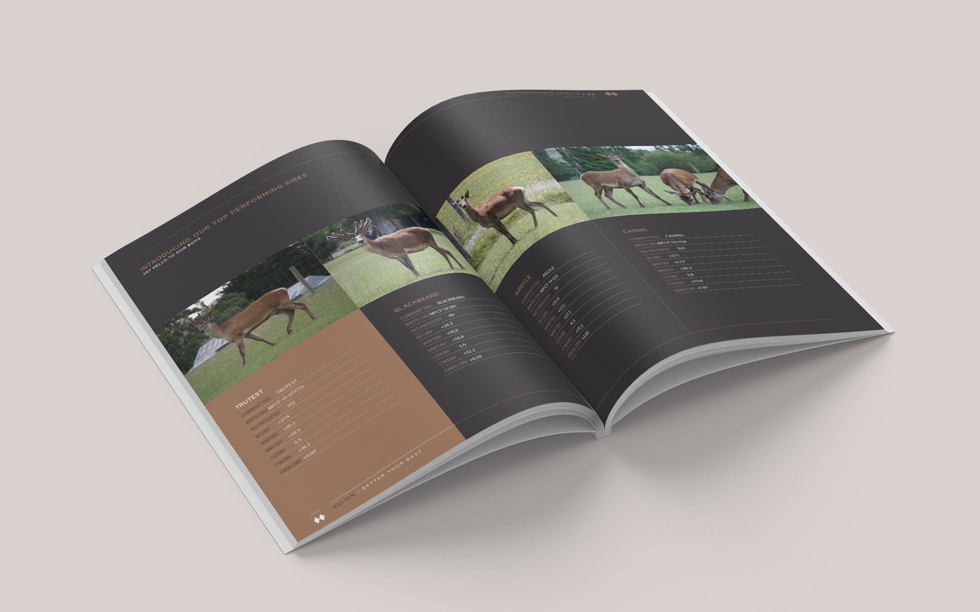 Melior Brand Design.